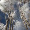 "Aspen Skies, Colorado Springs", photography by Anita Winstanley Roark.  Contact us for edition and size availability.