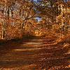 "Autumn Trails, Harwich", photography by Anita Winstanley Roark.  Contact us for edition and size availability.