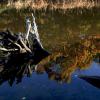 "Weathered Wood, Bass River", photography by Anita Winstanley Roark.  Contact us for edition and size availability. 