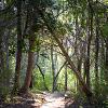 "Into the Woods, Black Cedar Swamp, photography by Anita Winstanley Roark.  Contact us for edition and size availability.  