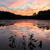 "Pond Reflections", photography by Anita Winstanley Roark.  Contact us for edition and size availability.  